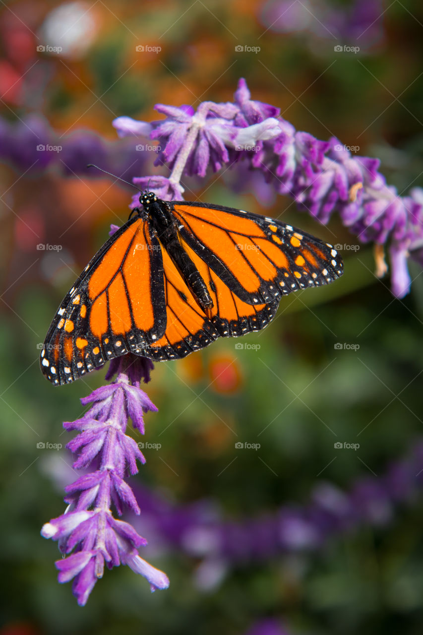 Butterfly on purple flower