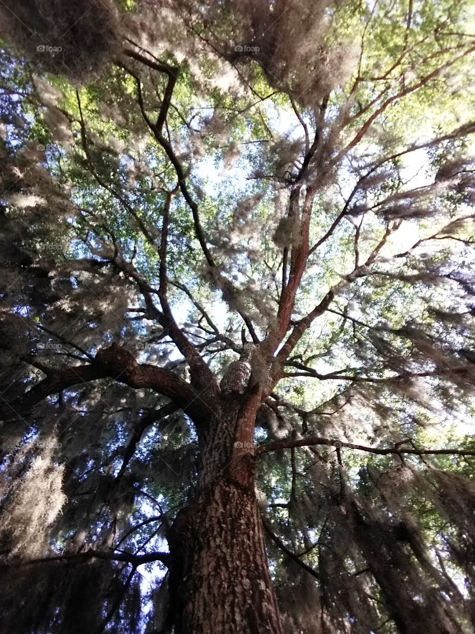 a reach for the sky! Look up...it's right there!