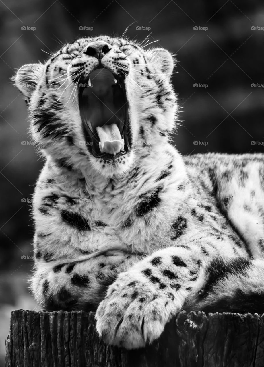 Female Snow Leopard 