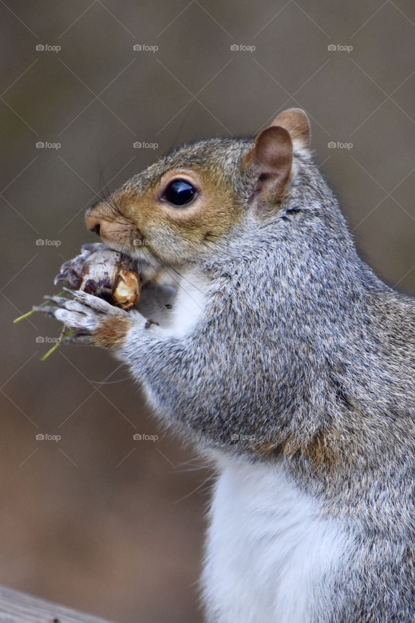 Squirrel Eating Acorn and Making a Mess