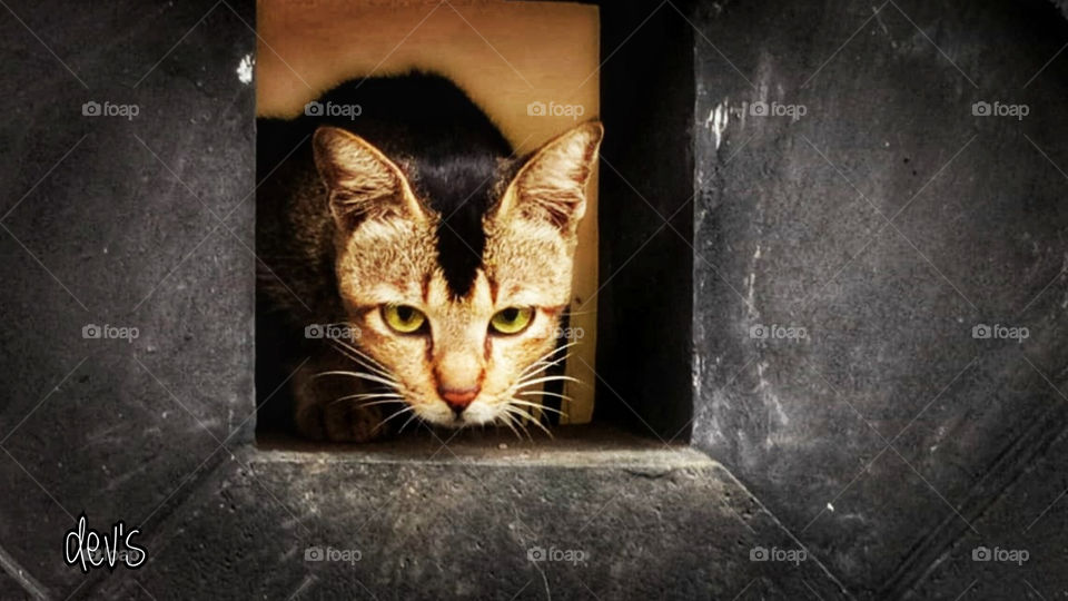 It doesn't matter if the cat is black or white, as long as it can catch mice

--- Deng Xiaoping