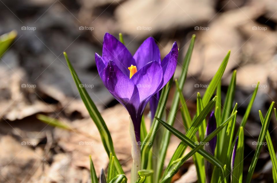 Flowers in the garden