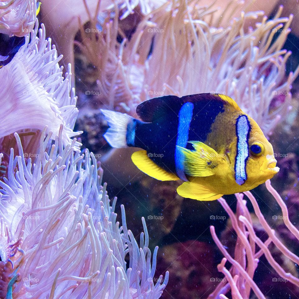 Colorful fish 