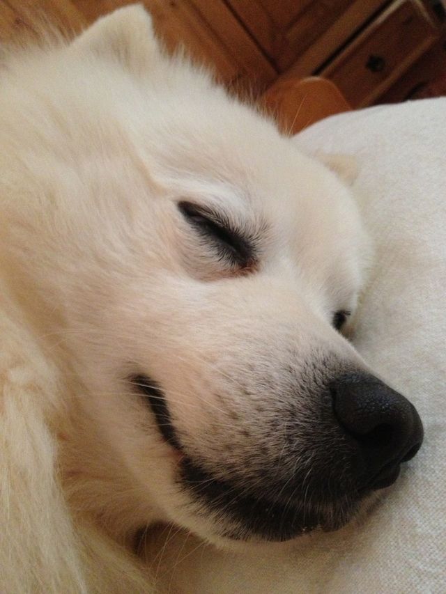 Cutest pet in the world: Jake