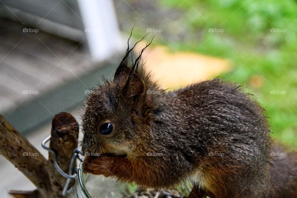 Baby Squirrel 