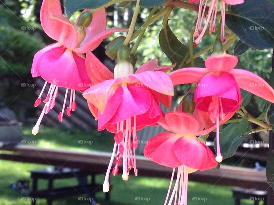 Fuchsia flowers