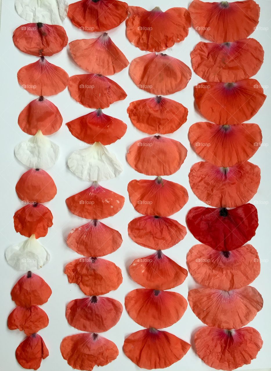 Pattern from red petals