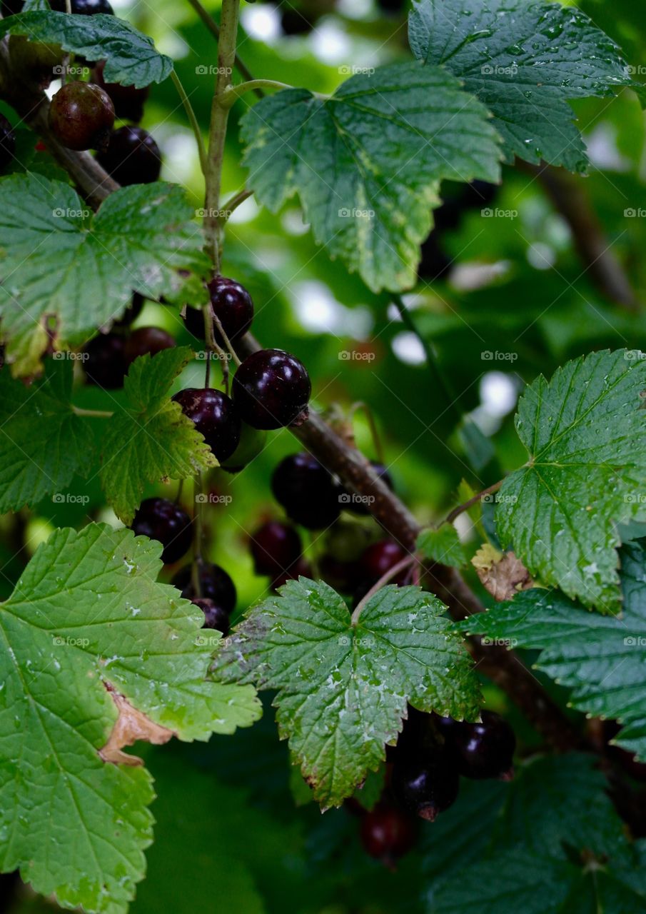 Black currant 