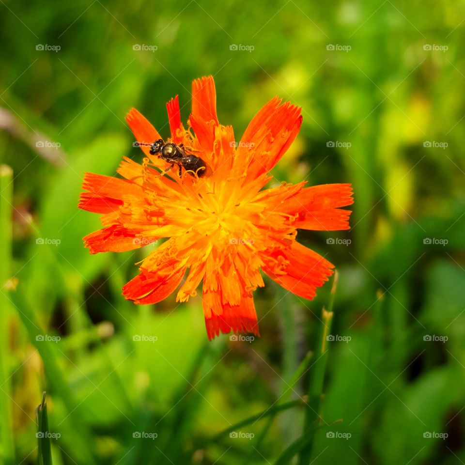 winged insect on young orange dandelion