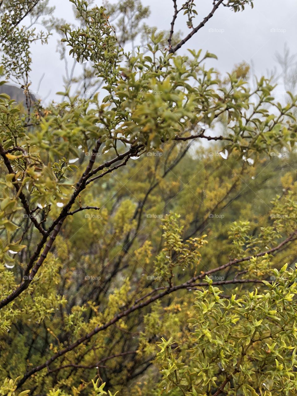Creosote After A Rain