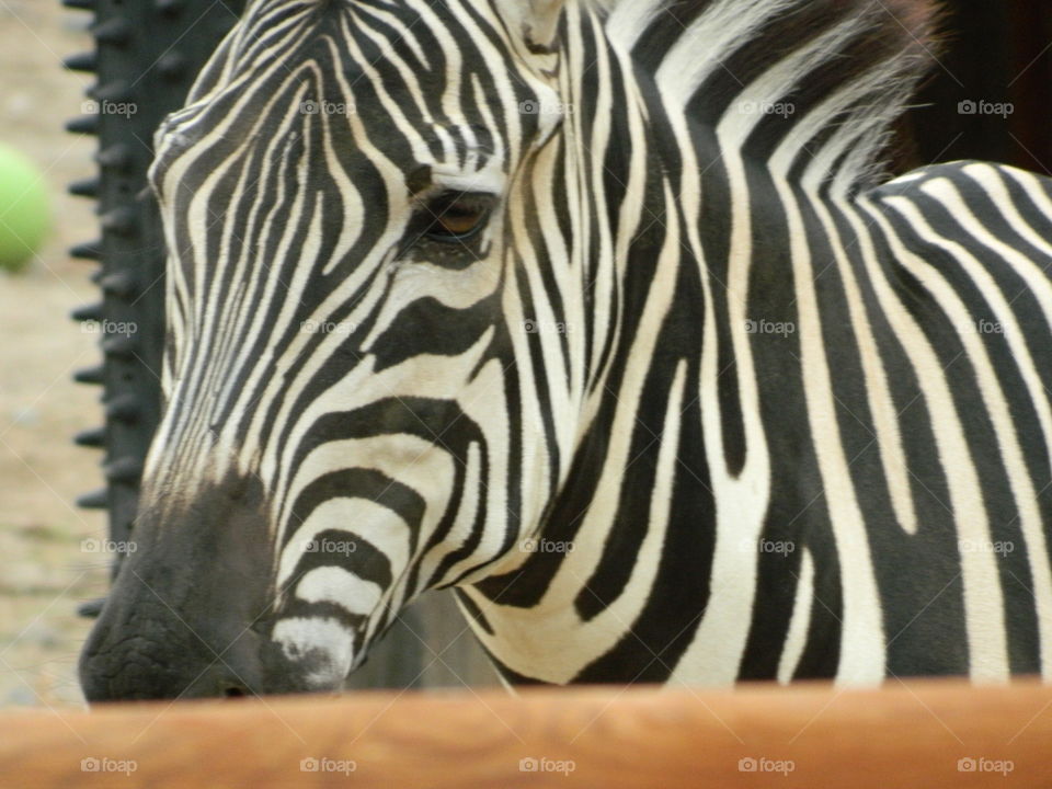 Zebra 