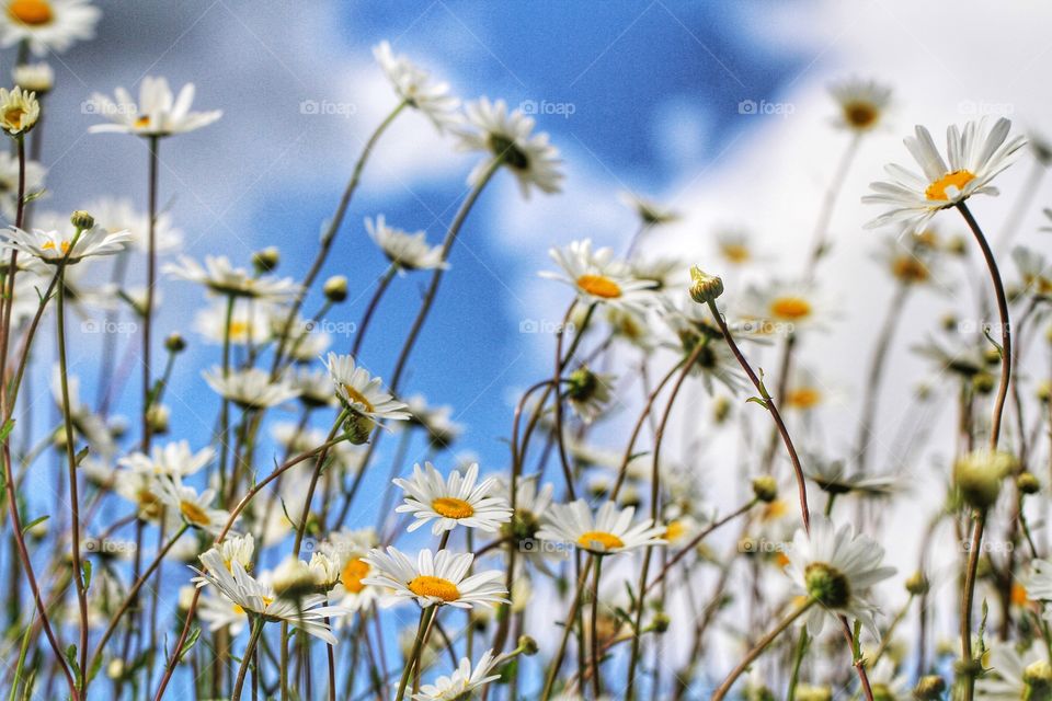 Daisy Field. A field of colourful daisies from a low viewpoint.