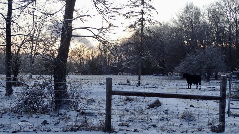 Black Angus Bull on a snowy peaceful winter morning scene