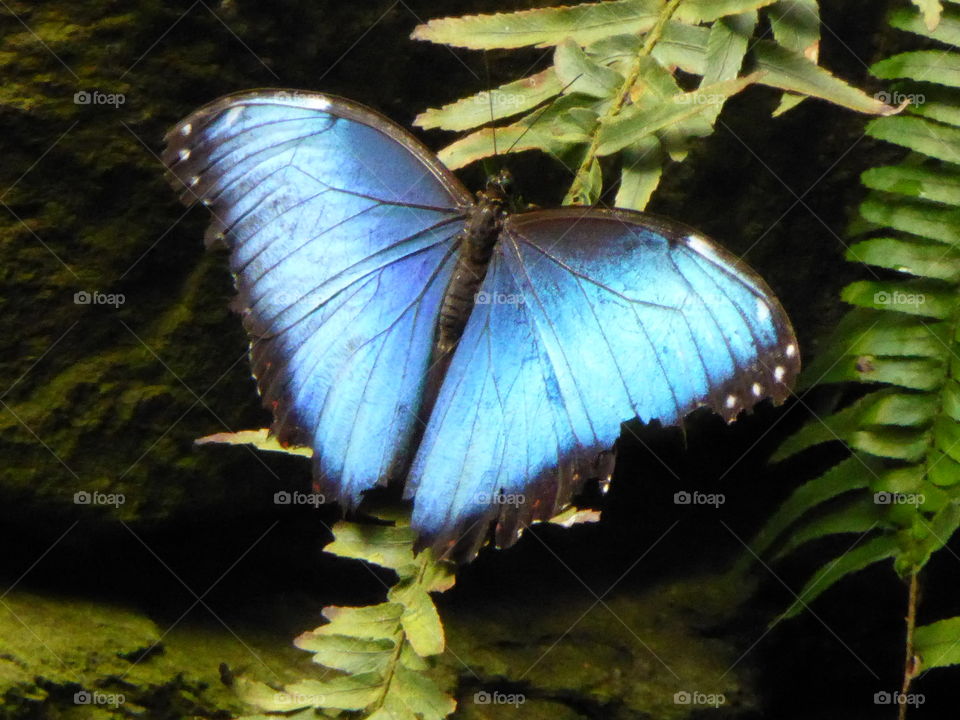 Very rare photograph of a beautiful blue butterfly - these are usually flying rapidly, and seldomly land. 