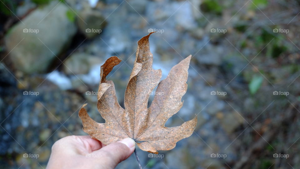 Hand holding dry autumn leaf