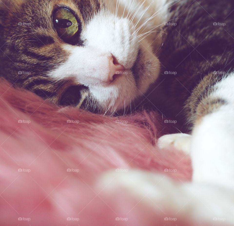 A cat with large green eyes and a little pink nose lays on a pink faux fur rug 