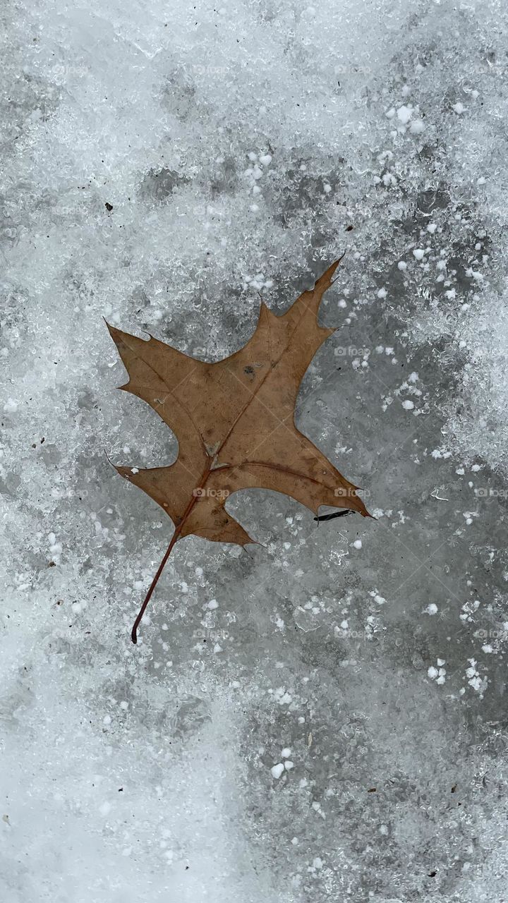A brown autumn leaf on a bed of winter ice. 