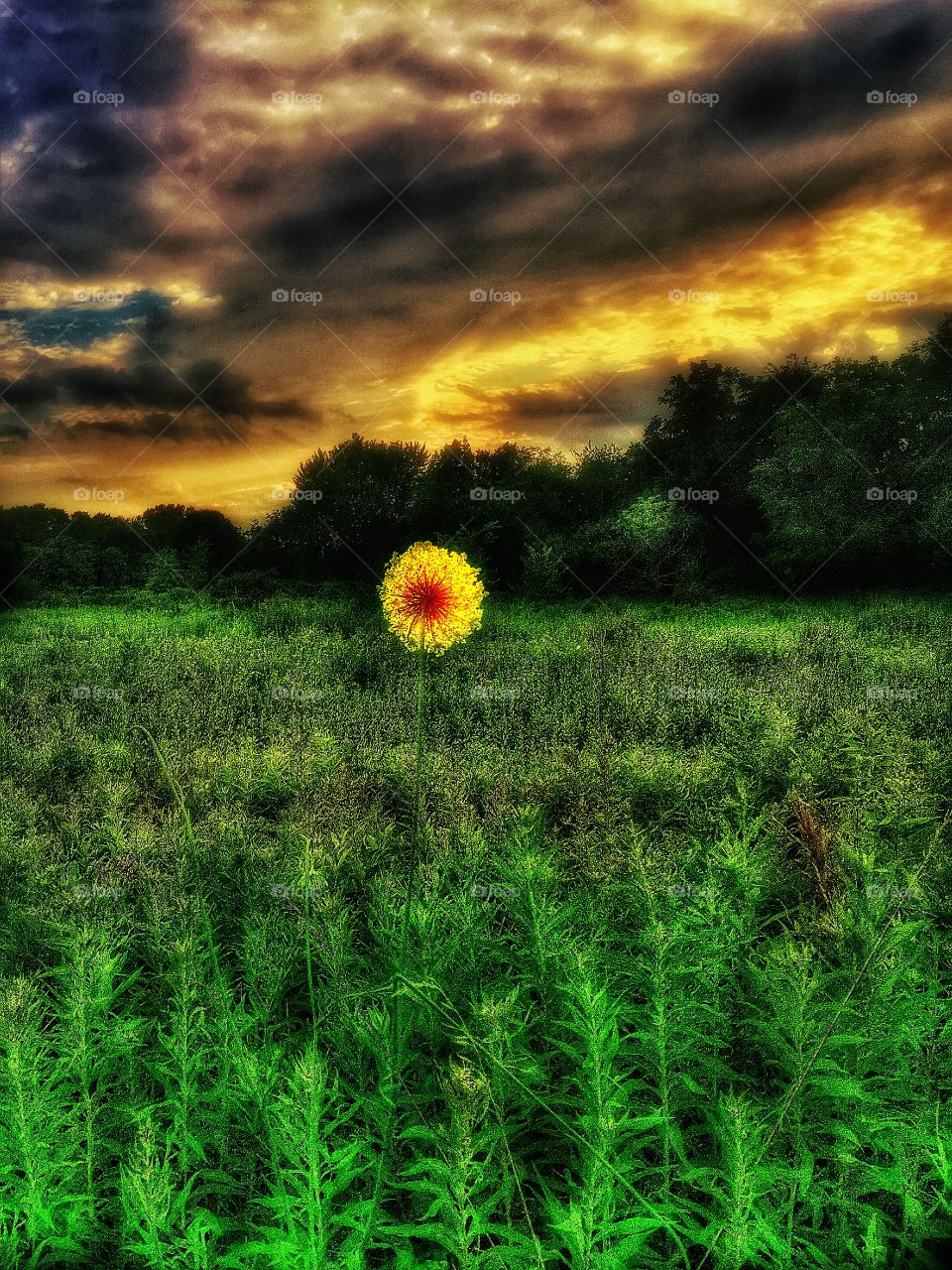 Glowing bloom. Wild flowers glow during sunrise