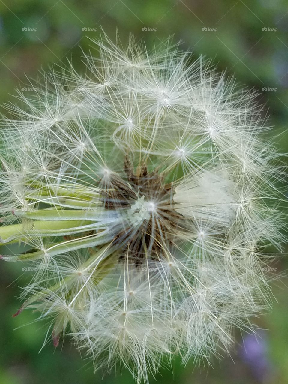 Dandelion