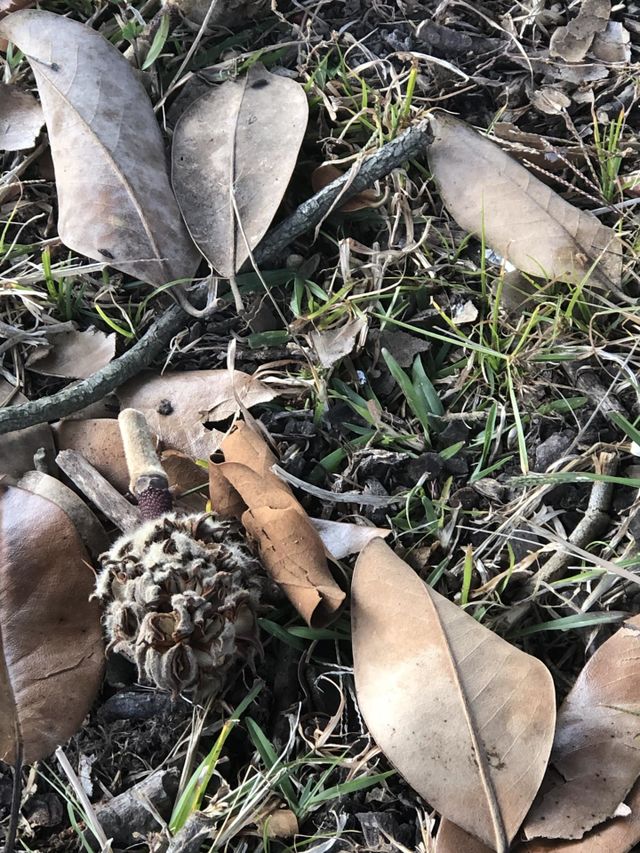 Pine fuzz