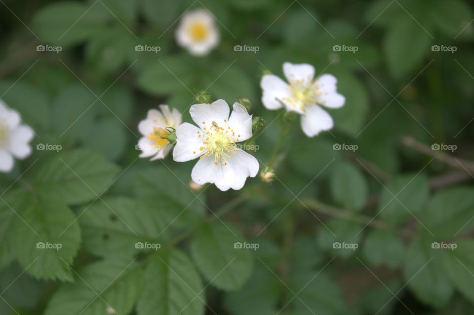 Little white flowers found on a bush in NJ park