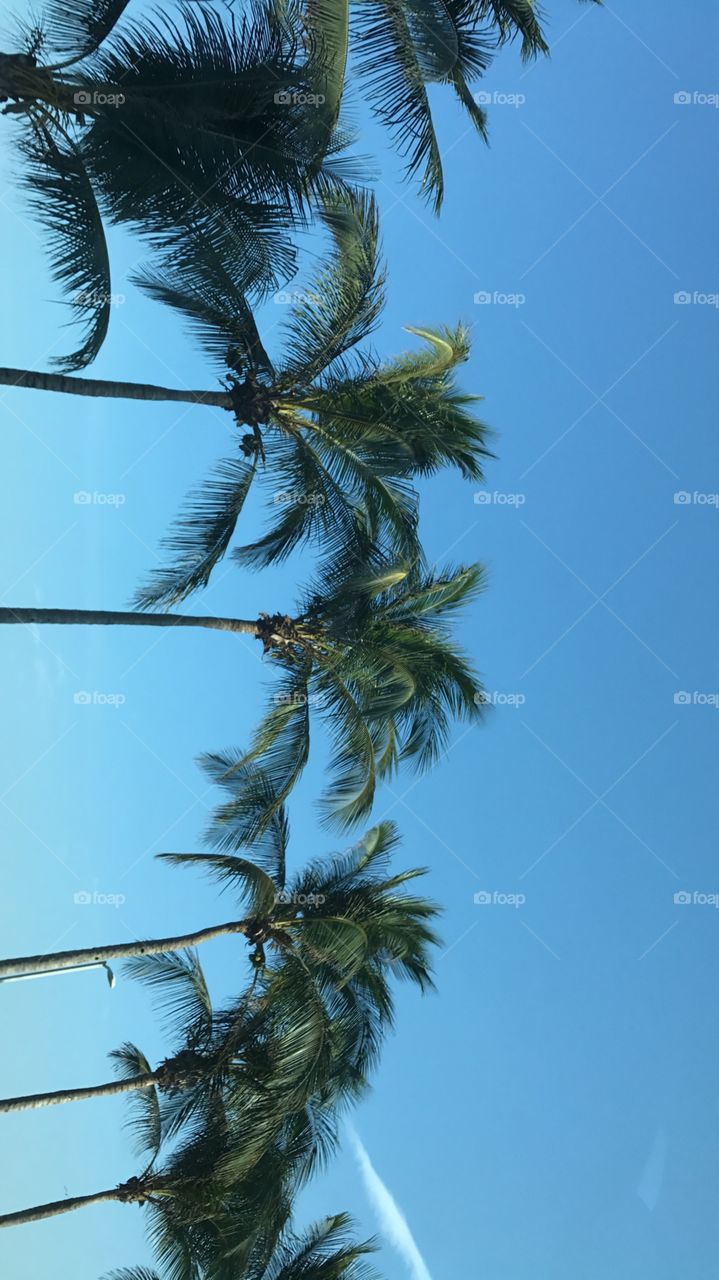 I love palm trees 