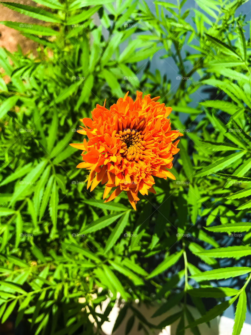 Orange Flower blooming 