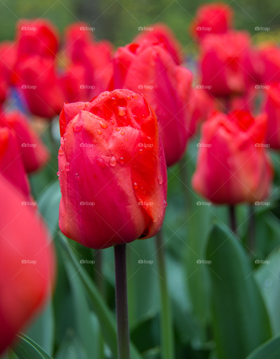 Red tulips 