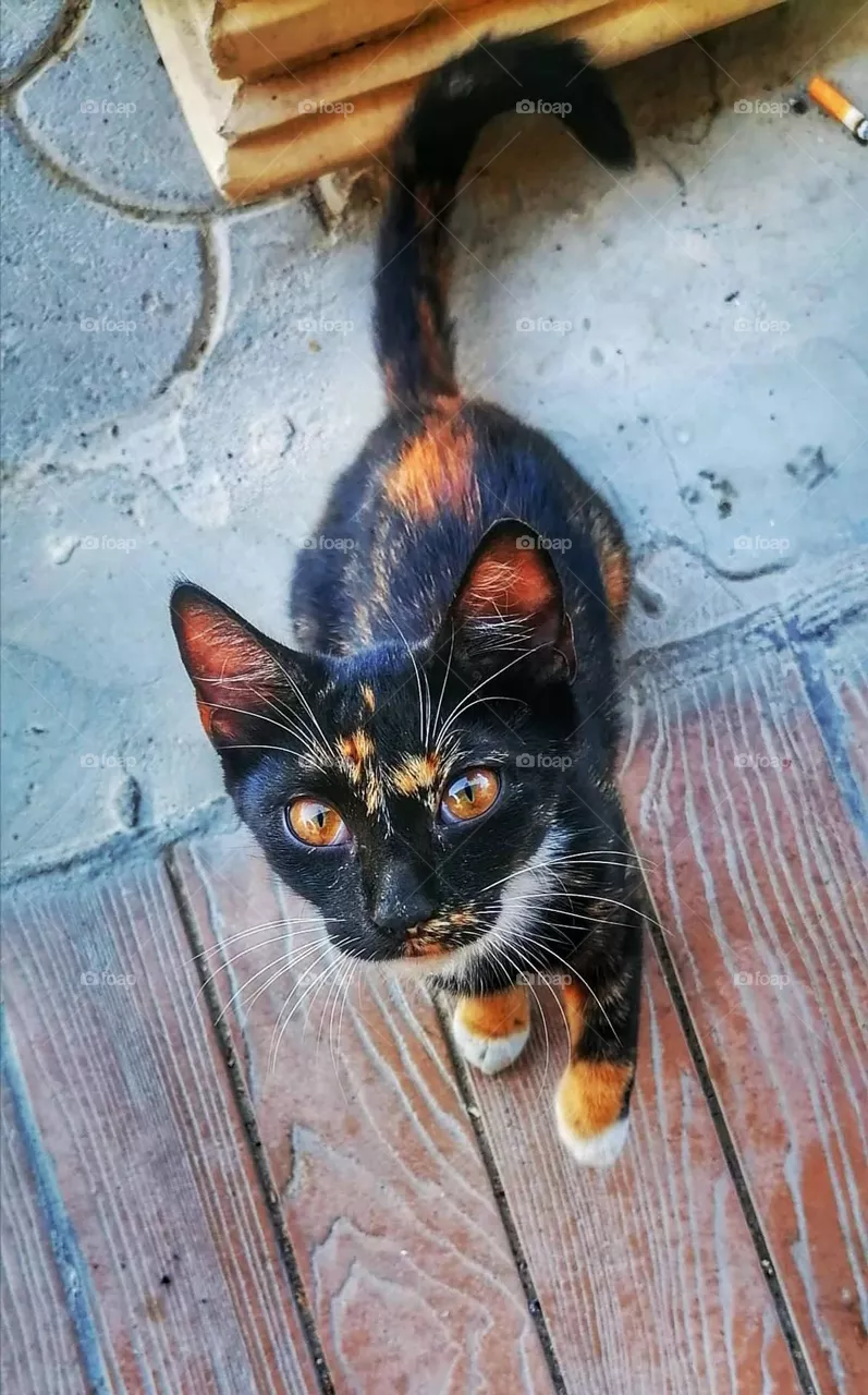 Cat