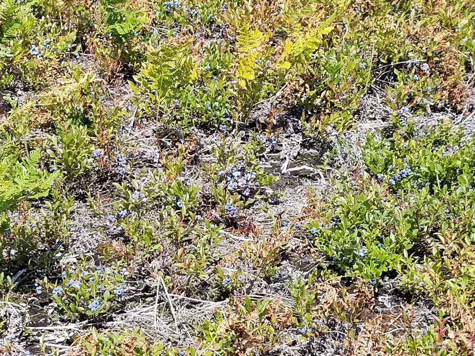 Wild Blueberries in Paradise, MI