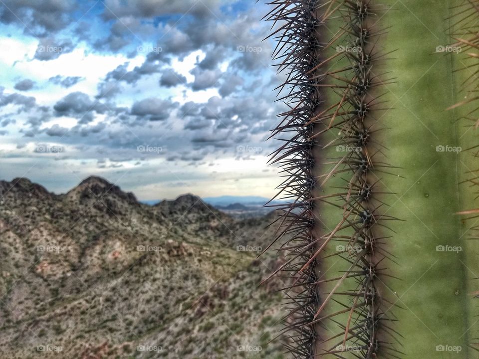 trifecta cactus Mountain sky