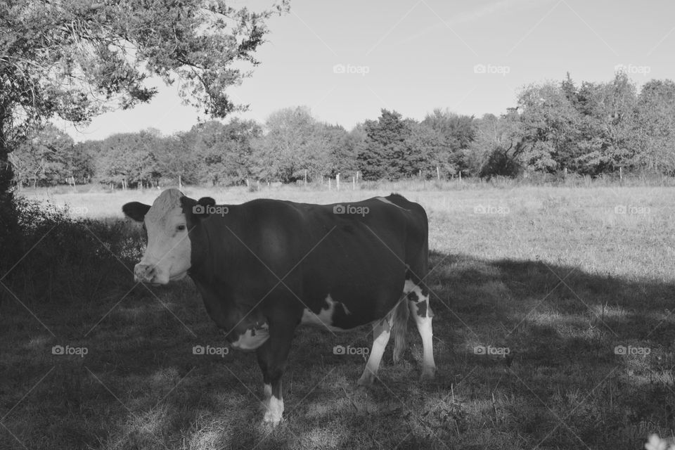 Cow on the farm in black and white