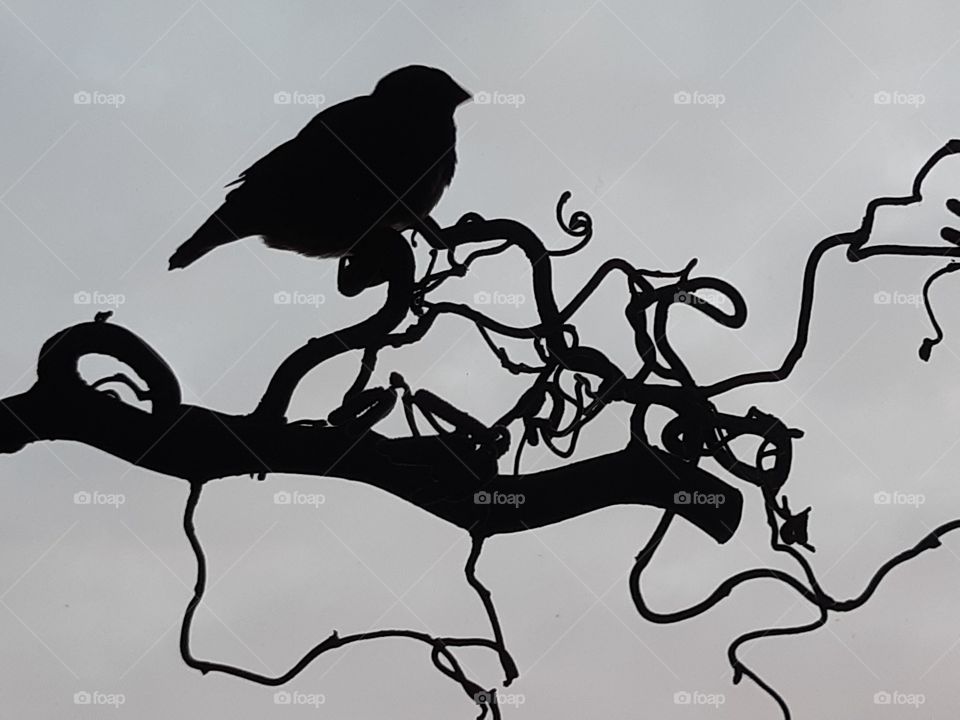 Zebrafinch in backlight