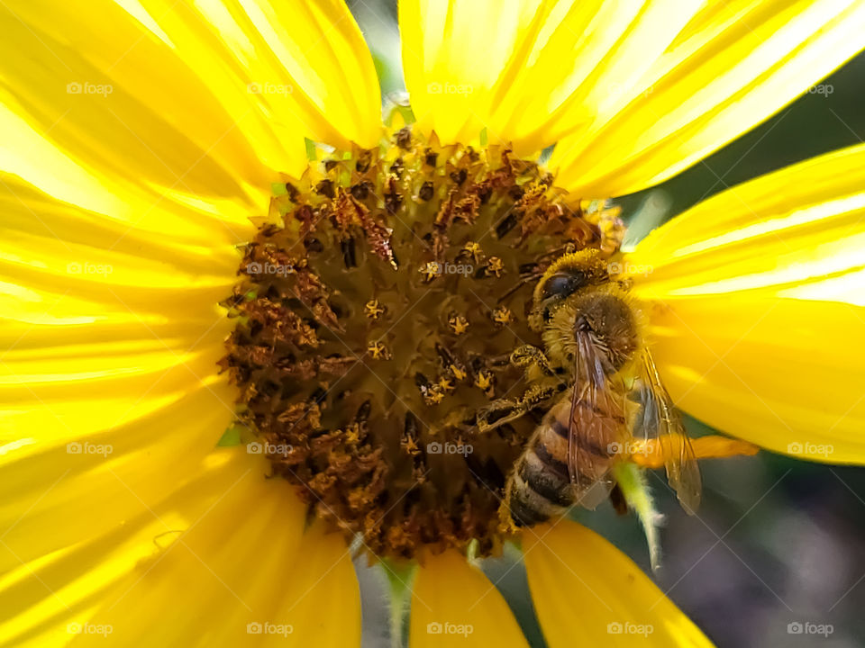 Honeybee pollinating a yellow sunflower that is  back-lit by sunlight