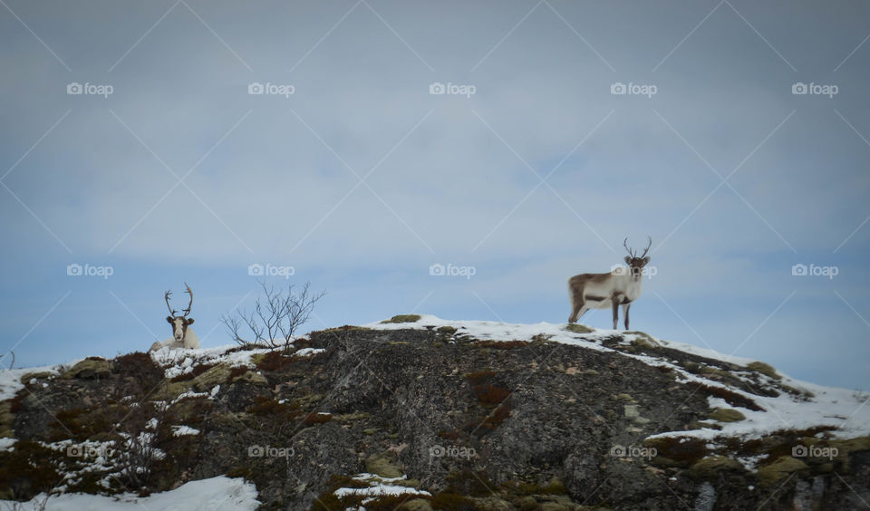 I was on a phototrip around the Island Senja in Northern Norway, when I meget these two :) 