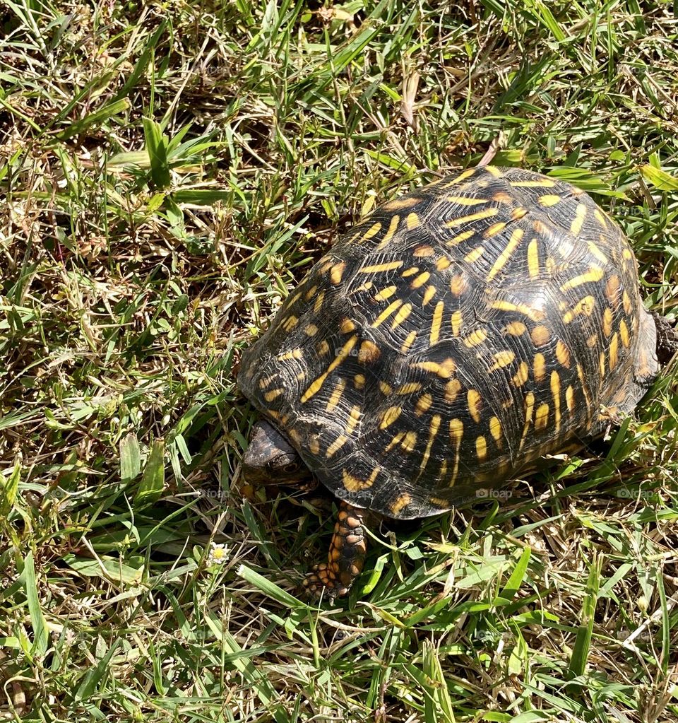 Turtle in grass