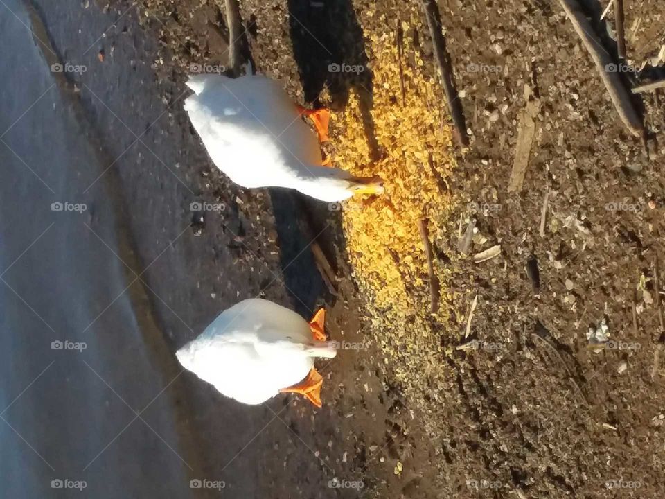 two ducks enjoying an afternoon snack