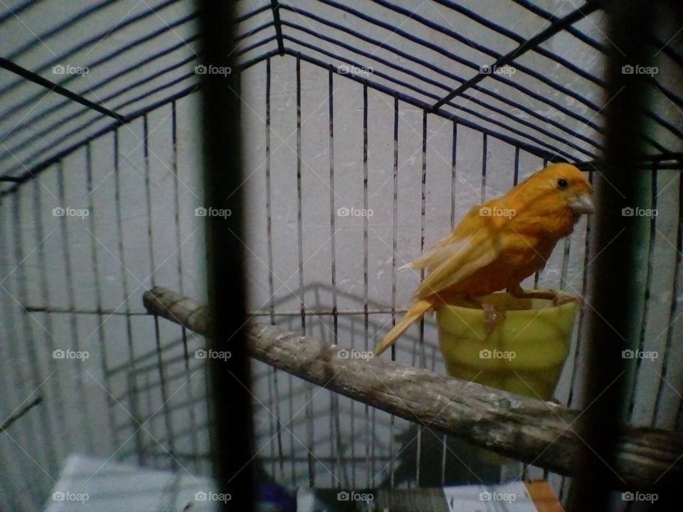 pájaro en jaula