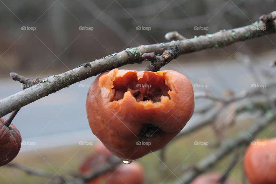 tree apple fruit nice by arman