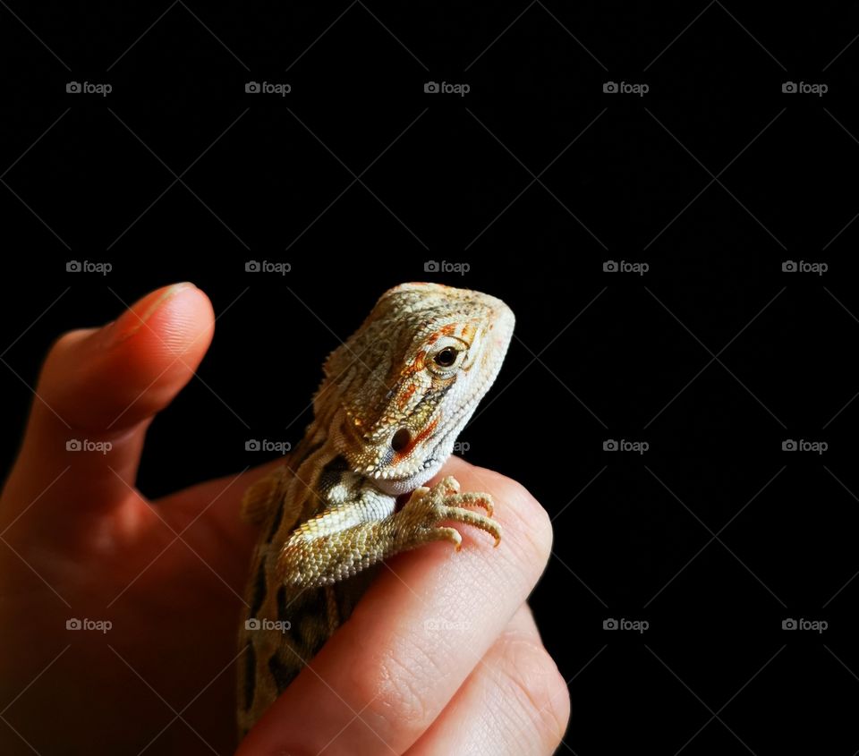 Young bearded dragon