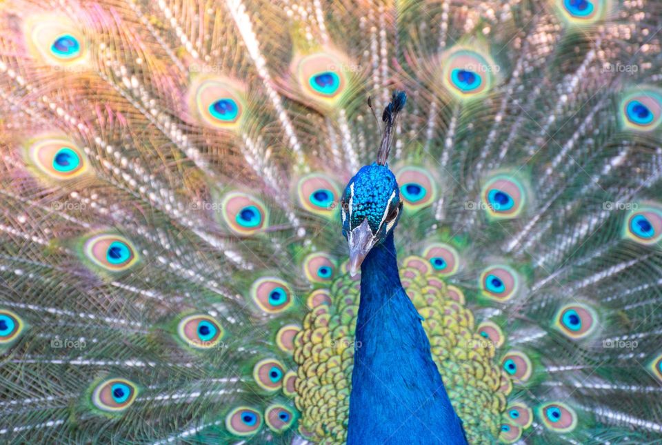 Closeup image of a peafowl looking at the camera.