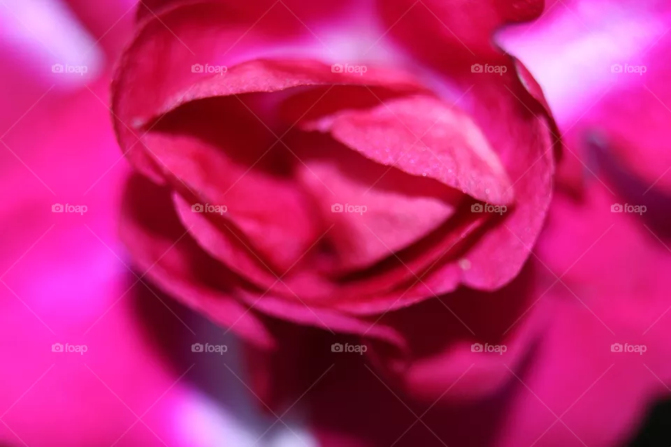 rose