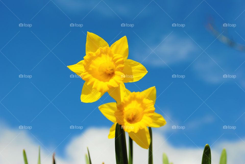 Daffodils in Wales against a blue sky
