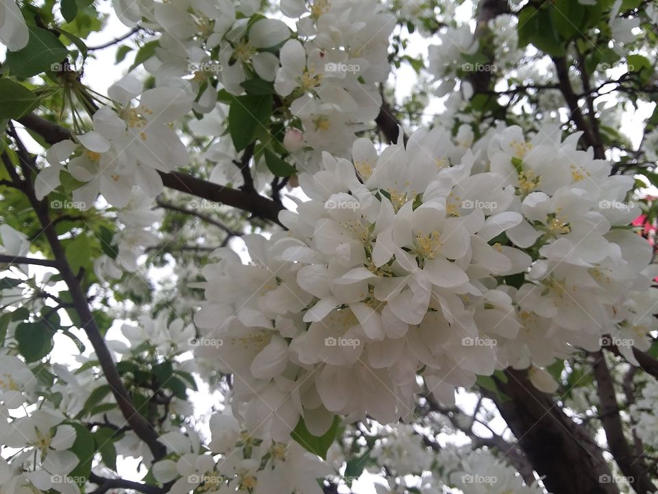 Tree Blossoms