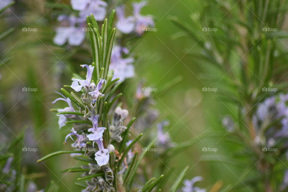 sweet lavender