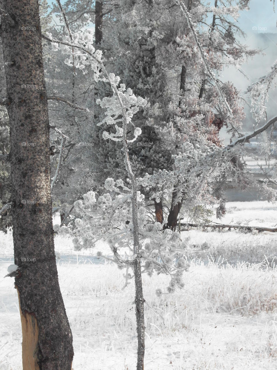 frosty tree - negative temperatures left a pretty thick layer of hoarfrost on everything in Yellowstone.