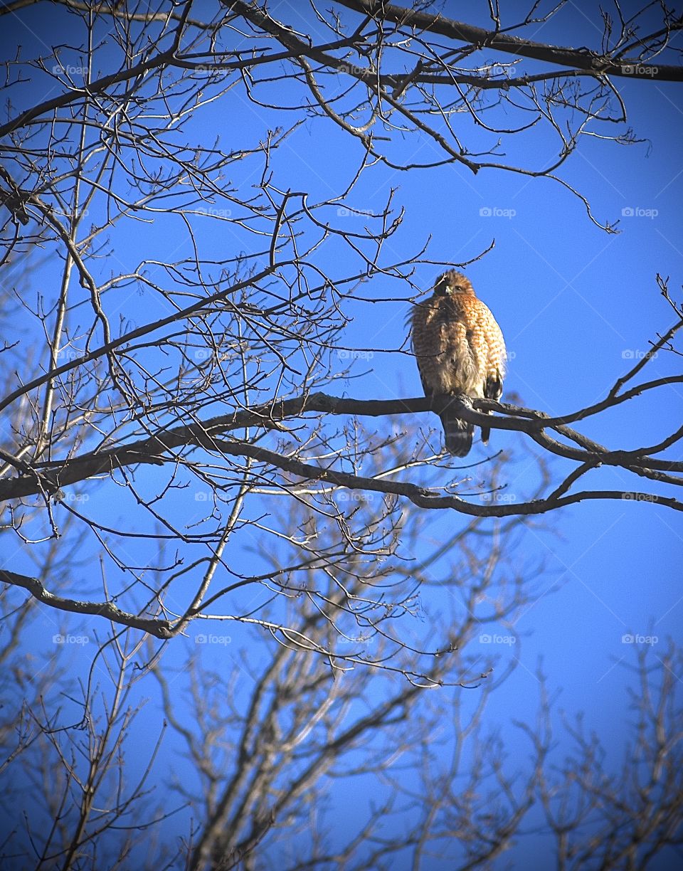 Red Tailed Hawk