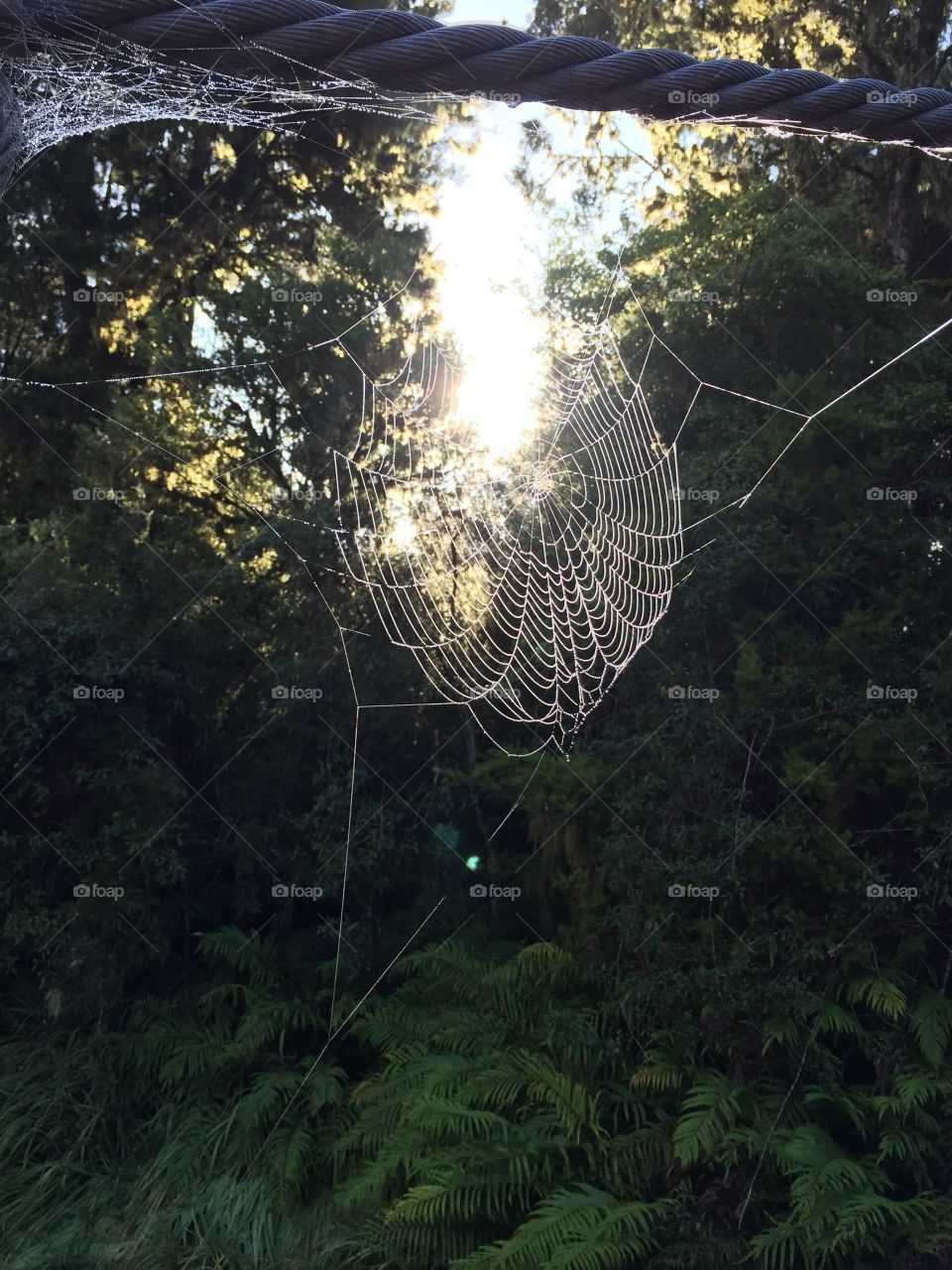 Spider web still a bit wet from the morning dew, allowing it to glisten in the sun.