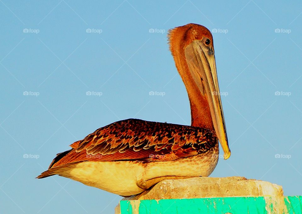 Brown Pelican close up 