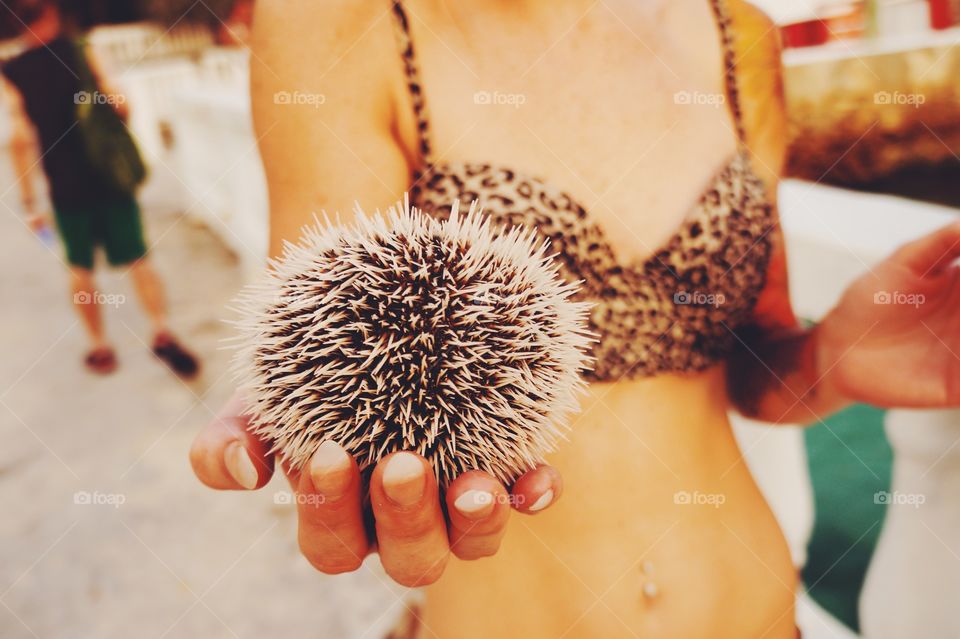 Sea Urchin